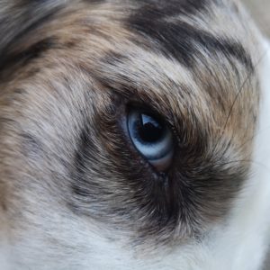 licorne oeil