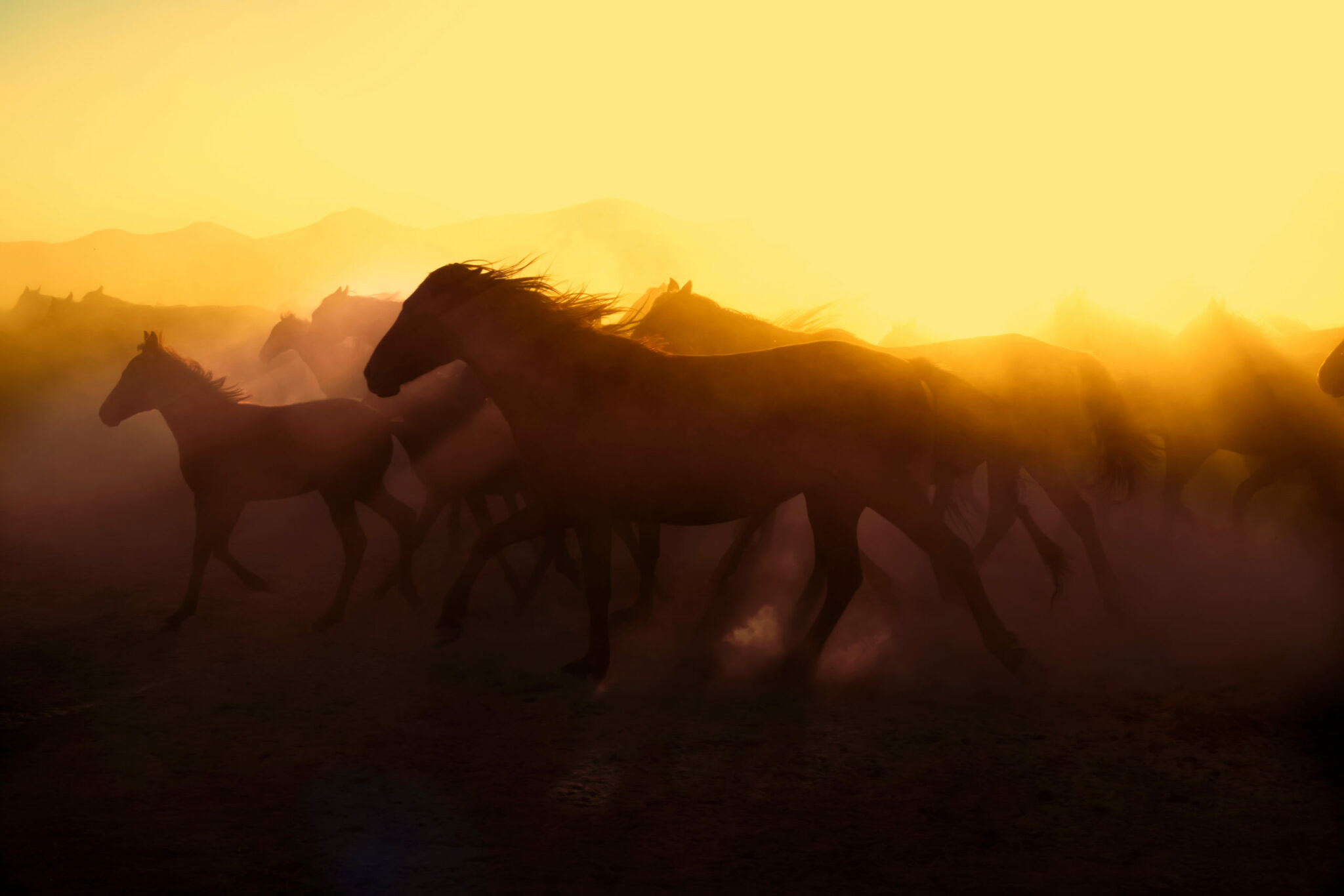 Wild,Horses,Living,In,Nature